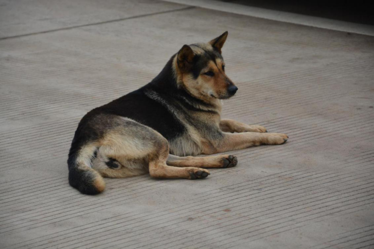 中华田园犬 图片来源：pixabay