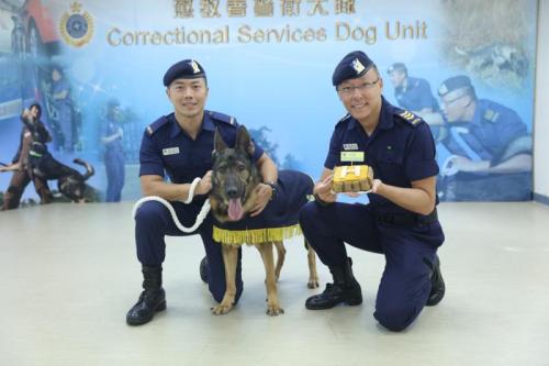 8岁雄性昆明犬“灰狼”退休 图片来源：中国新闻网