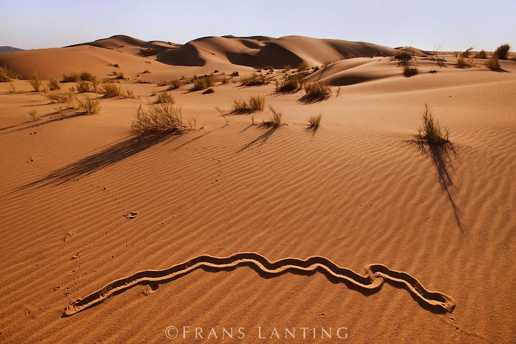 荒漠鼹的踪迹 图源：Frans Lanting