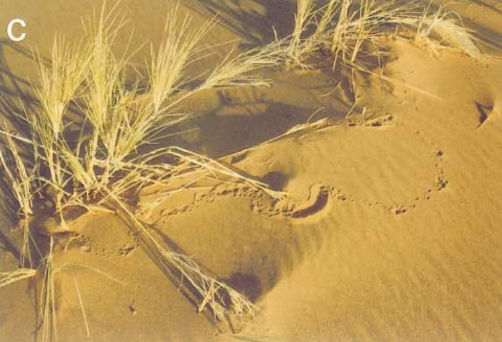 荒漠鼹在草丛间的移动踪迹 图源：文献1