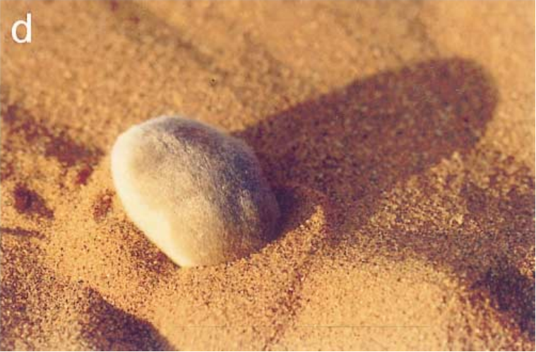钻到沙地里的荒漠鼹 图源：文献1