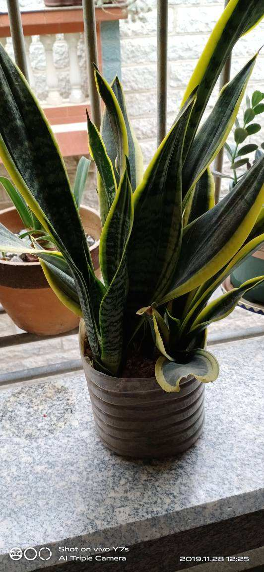 虎皮兰|大叶子的虎皮兰，要用小花盆种，才能呼呼长出大剑叶