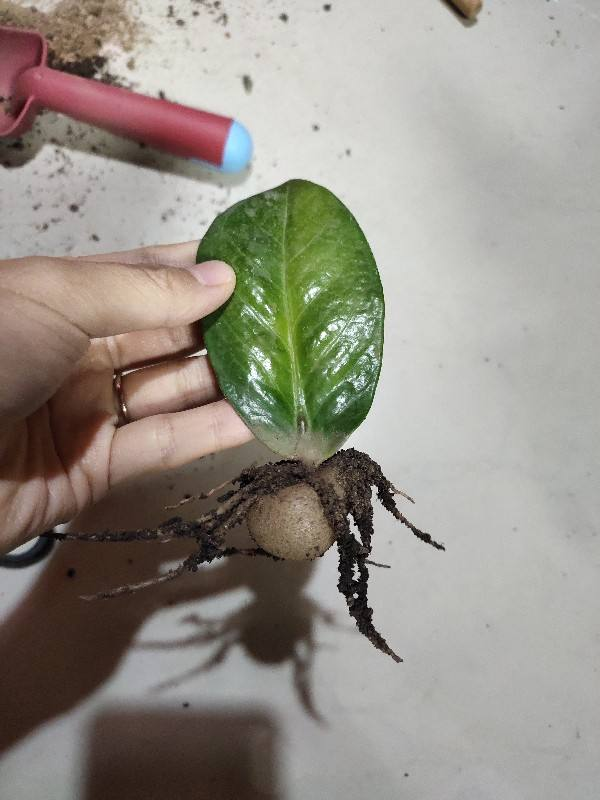 虎皮兰|大叶子的虎皮兰，要用小花盆种，才能呼呼长出大剑叶