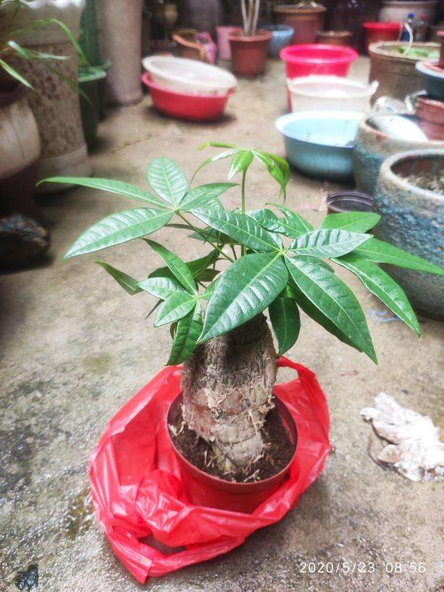 虎皮兰|大叶子的虎皮兰，要用小花盆种，才能呼呼长出大剑叶