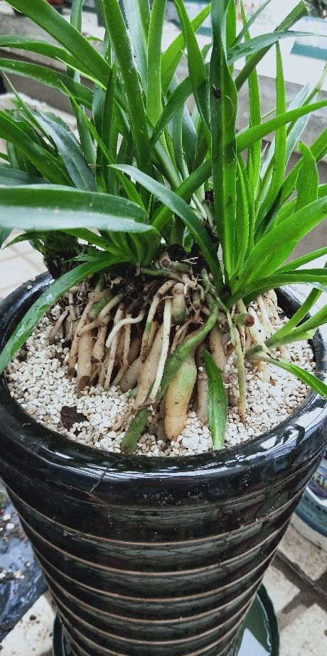 虎皮兰|大叶子的虎皮兰，要用小花盆种，才能呼呼长出大剑叶