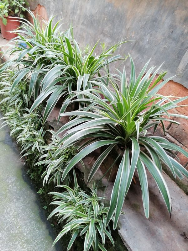 虎皮兰|大叶子的虎皮兰，要用小花盆种，才能呼呼长出大剑叶