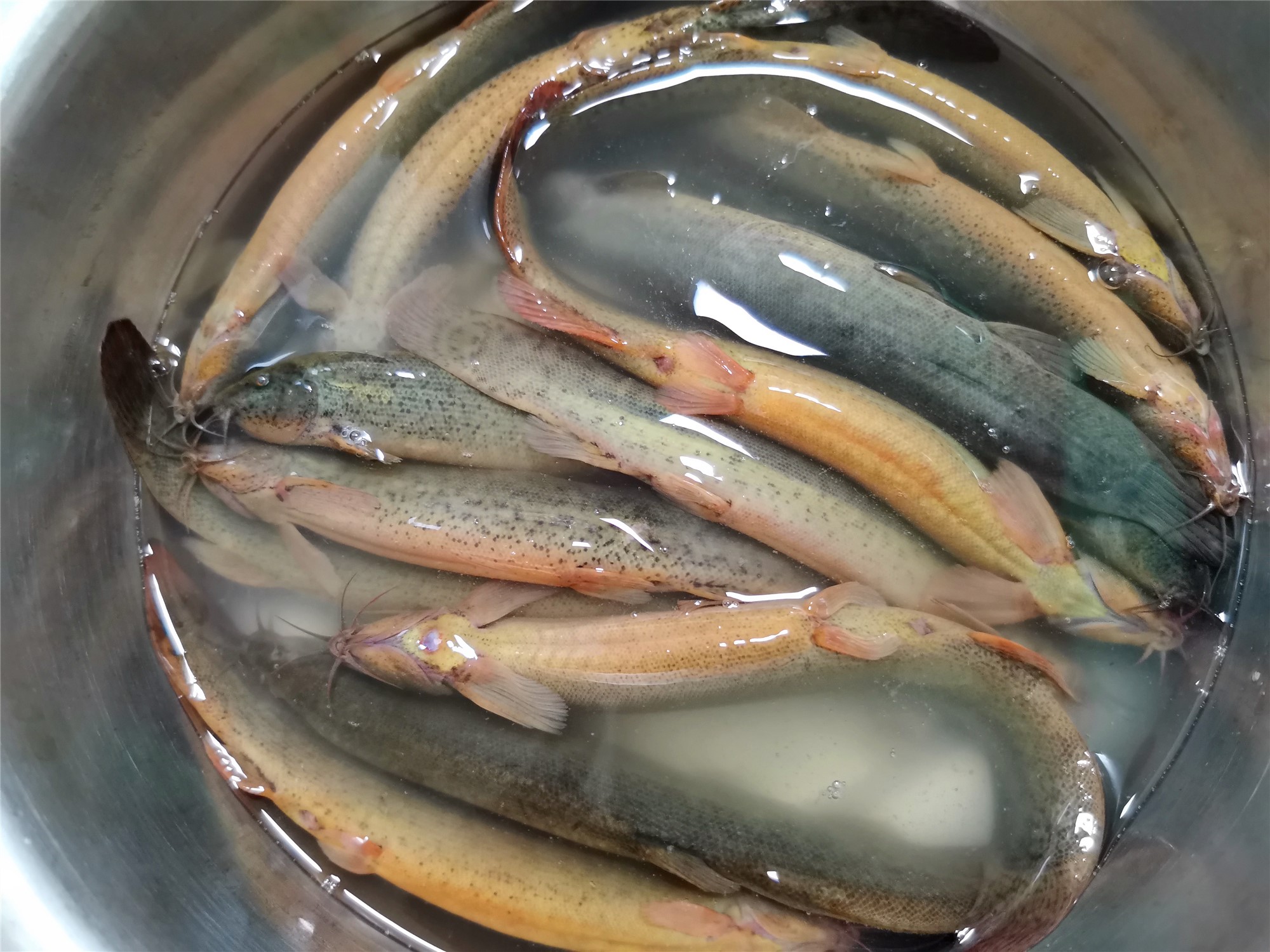 泥鳅鱼的懒人做法不用去内脏鲜嫩入味你能接受这样的做法吗