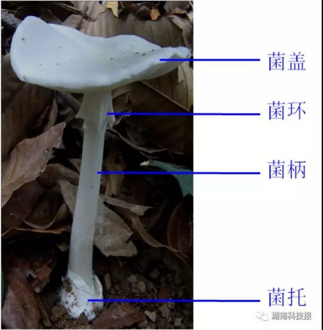 蘑菇生长在哪里图片