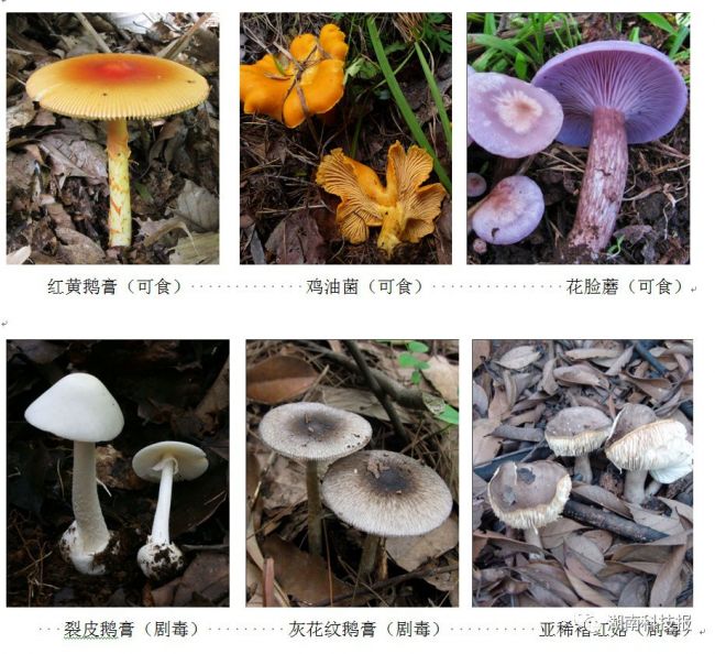 蘑菇种类 名称图片