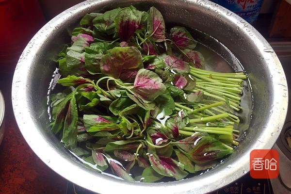 菜谱|它是公认的“长寿菜”，入夏吃胜过补药！做成饺子全家抢着吃！
