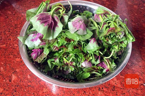 菜谱|它是公认的“长寿菜”，入夏吃胜过补药！做成饺子全家抢着吃！