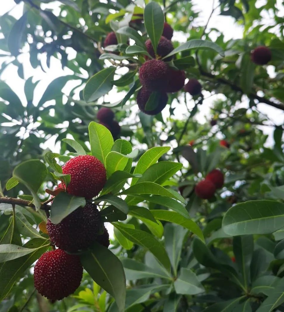 永嘉这里的杨梅已成熟,趁着周末赶紧出发!