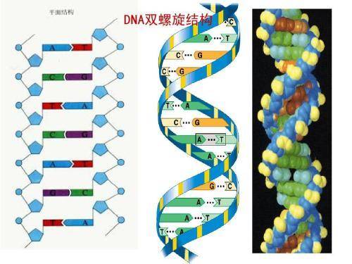 科学|人类还会继续进化吗？为什么我们没有感受到进化的发生？