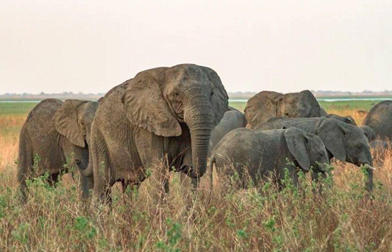 科学|人类还会继续进化吗？为什么我们没有感受到进化的发生？