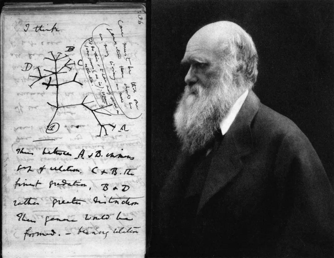 科学|人类还会继续进化吗？为什么我们没有感受到进化的发生？