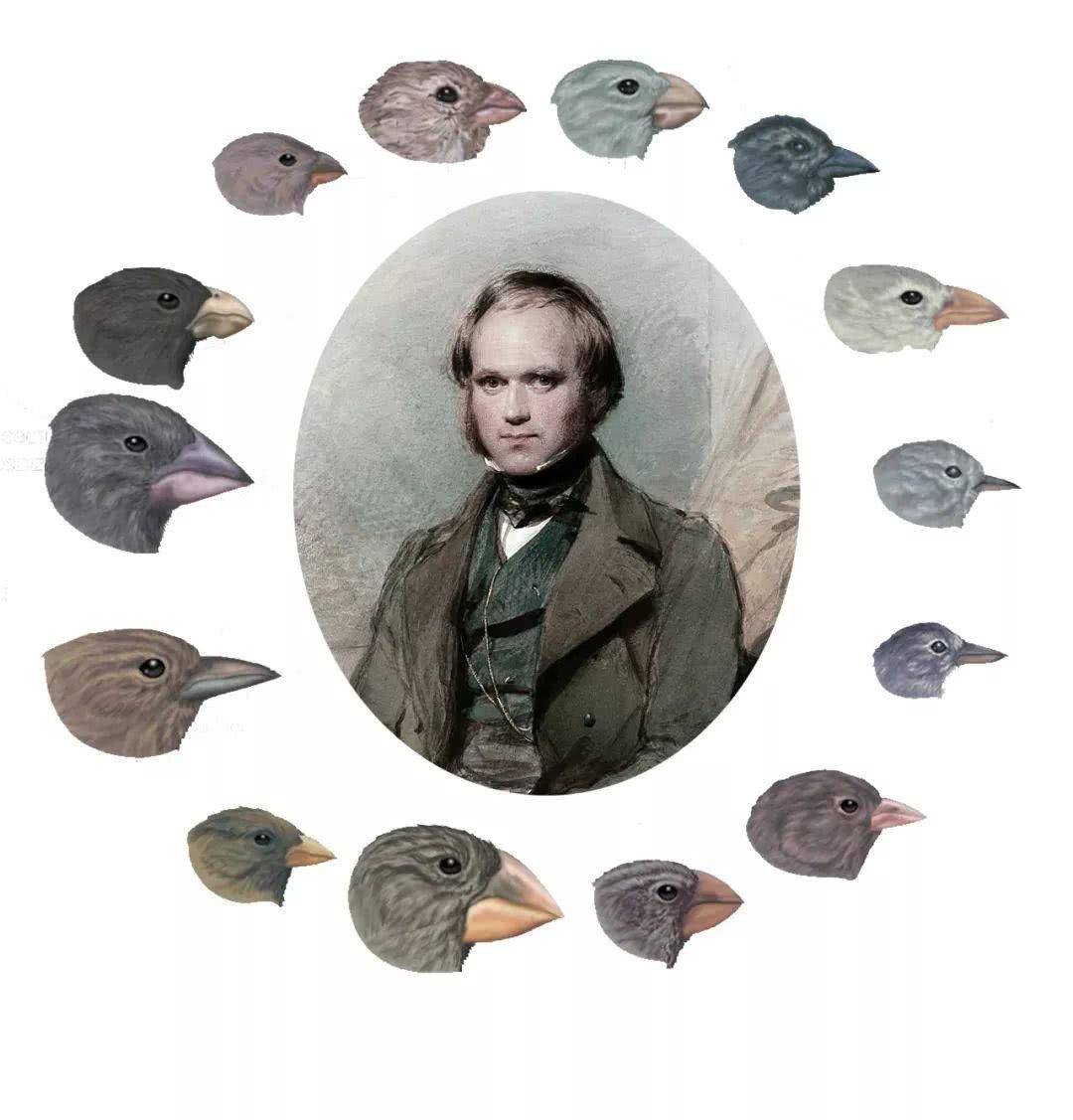 科学|人类还会继续进化吗？为什么我们没有感受到进化的发生？