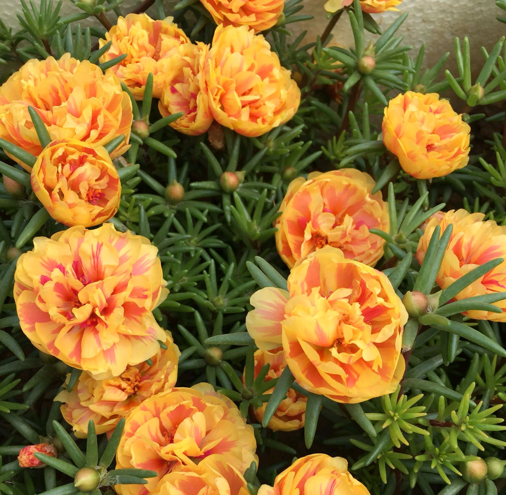 好好的太阳花直接倒伏了,感觉影响开花,现在这个样子该怎么办呢?