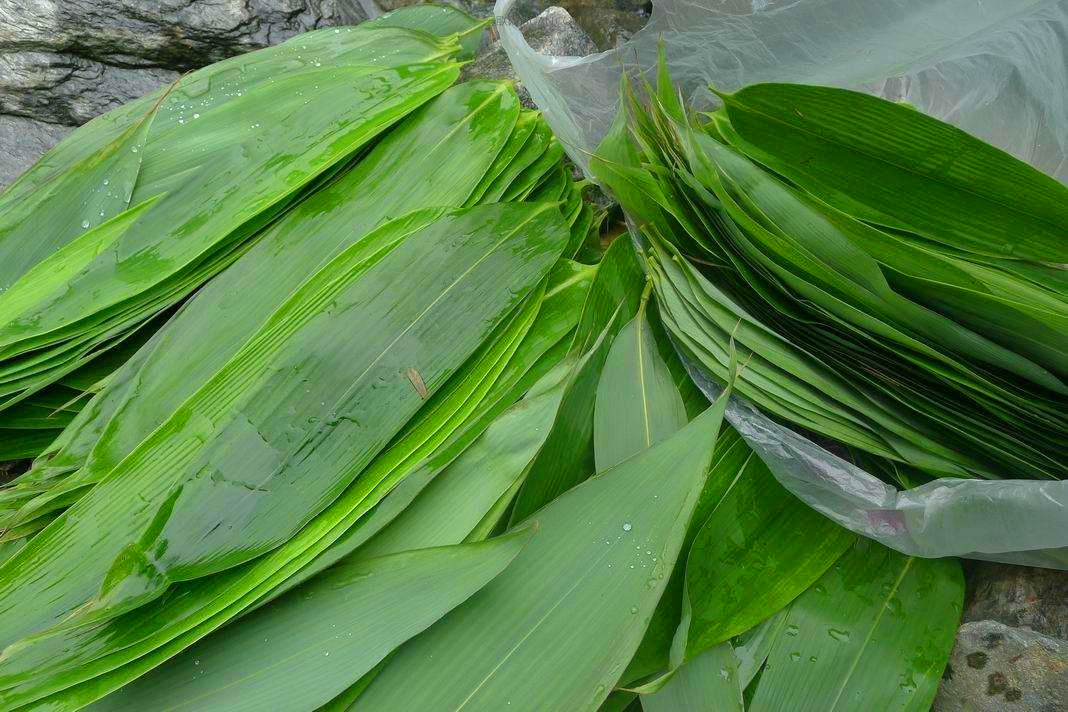 粽子叶是什么植物的叶子(粽子叶怎么处理才能包粽子)