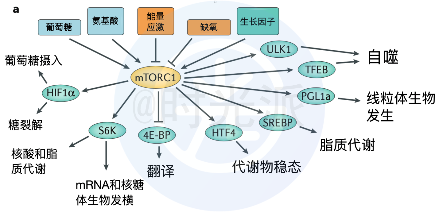 图2.mtorc1的输入与输出