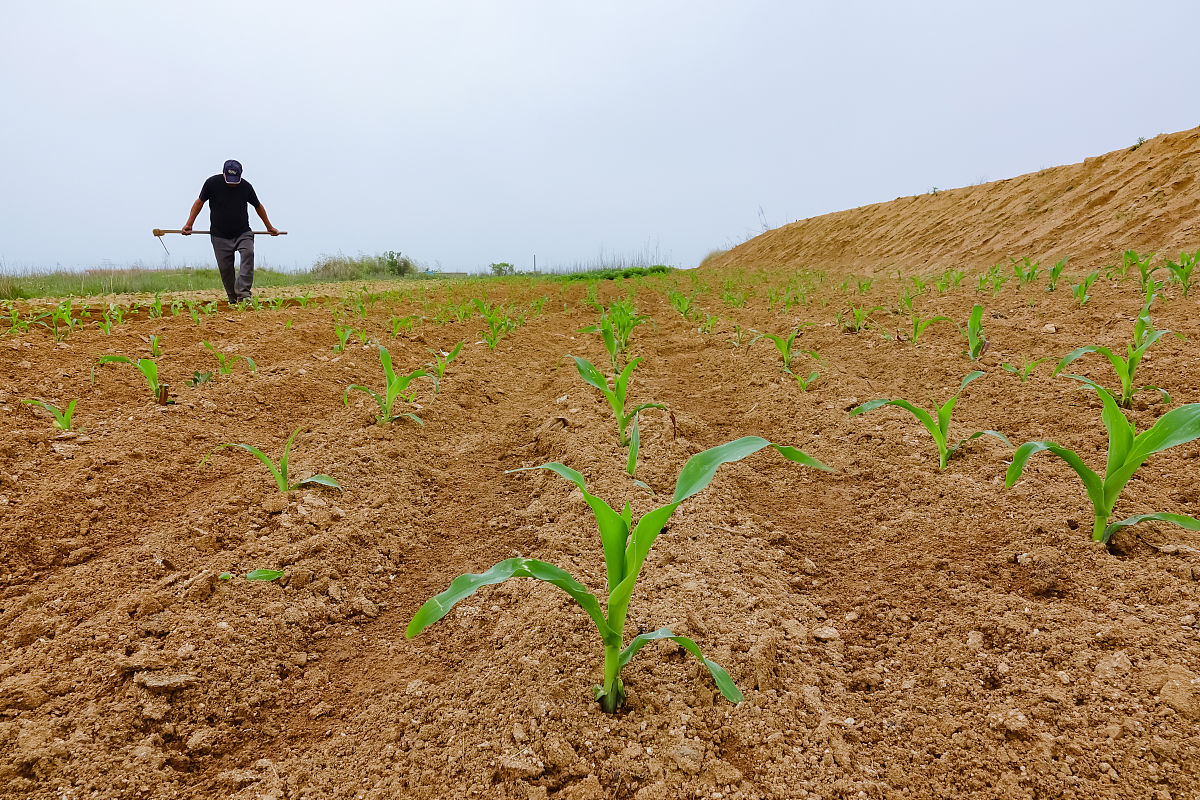 玉米苗黄化的原因和防治措施