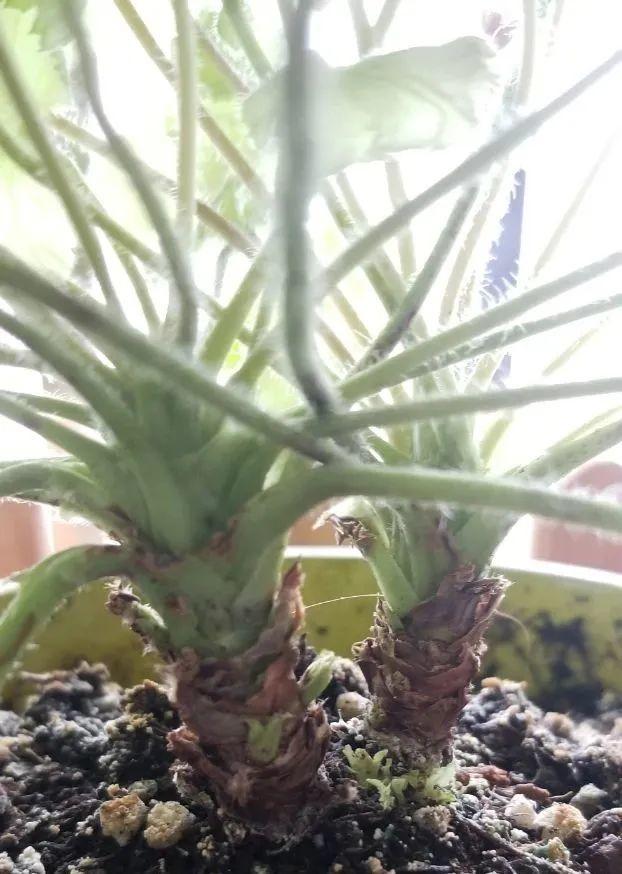 虎皮兰红掌吊兰养成老桩变成大树真壮观