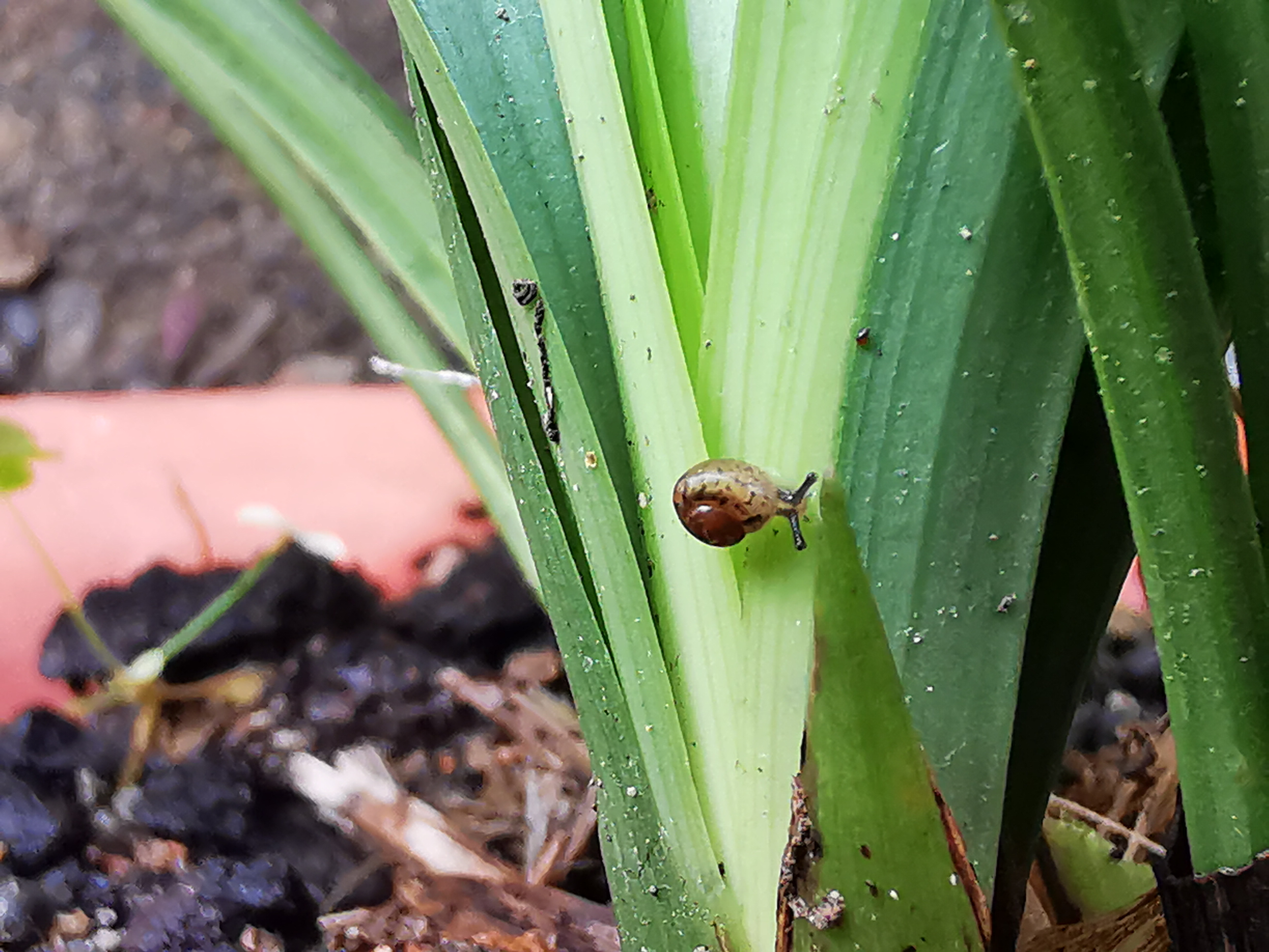 兰花叶片有蜗牛试试这种药一次就能杀灭害虫