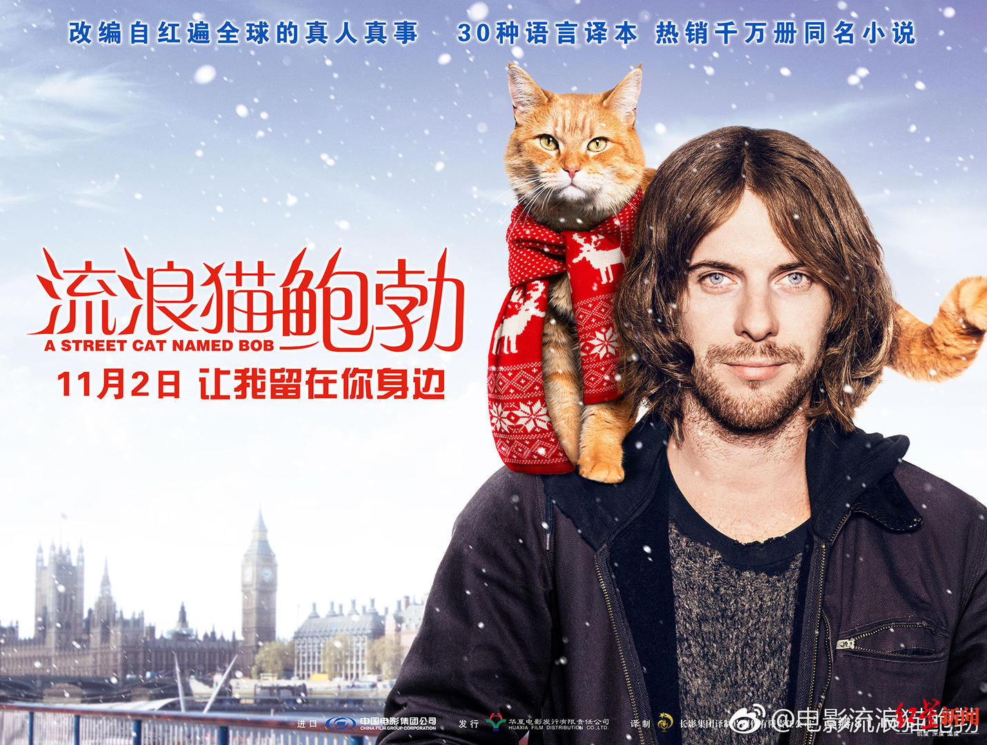 野猫|看过《流浪猫鲍勃》吗？它的主角回喵星了