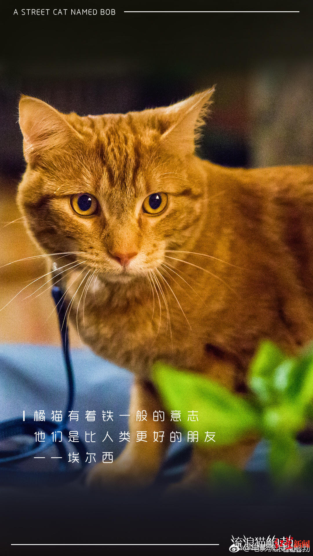 野猫|看过《流浪猫鲍勃》吗？它的主角回喵星了