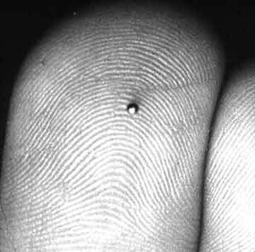 蓖麻|农村随处可见的蓖麻，被当做生化武器，这是怎么回事