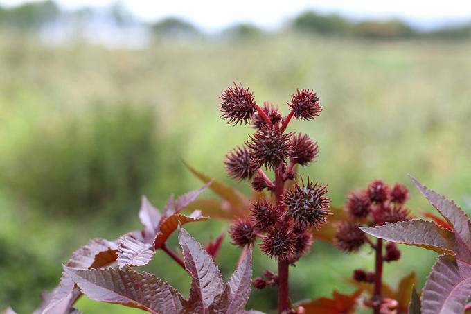 蓖麻|农村随处可见的蓖麻，被当做生化武器，这是怎么回事
