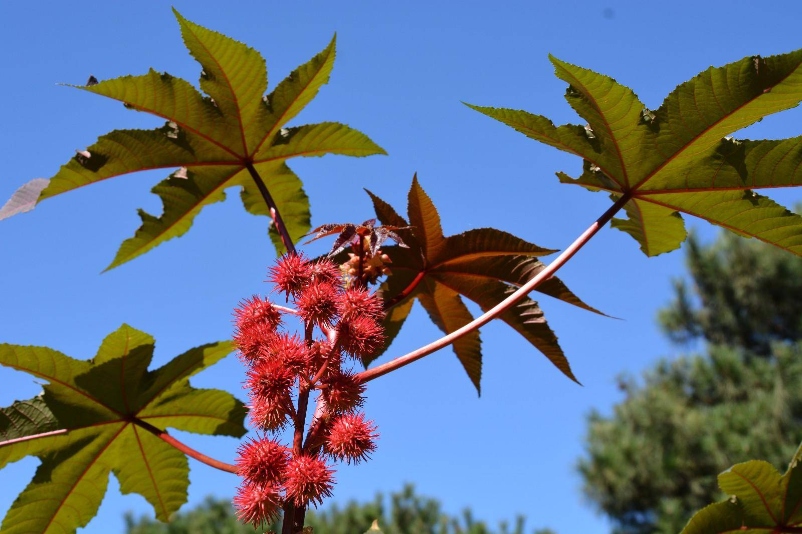 蓖麻|农村随处可见的蓖麻，被当做生化武器，这是怎么回事