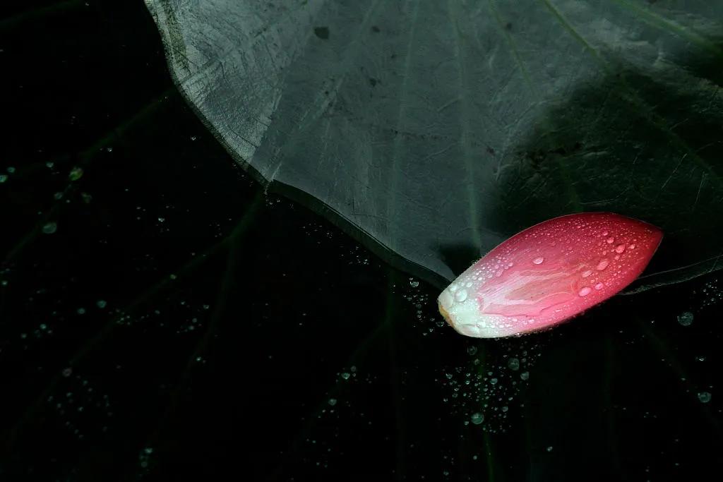 夏至|倏尔夏至，夜长梦真