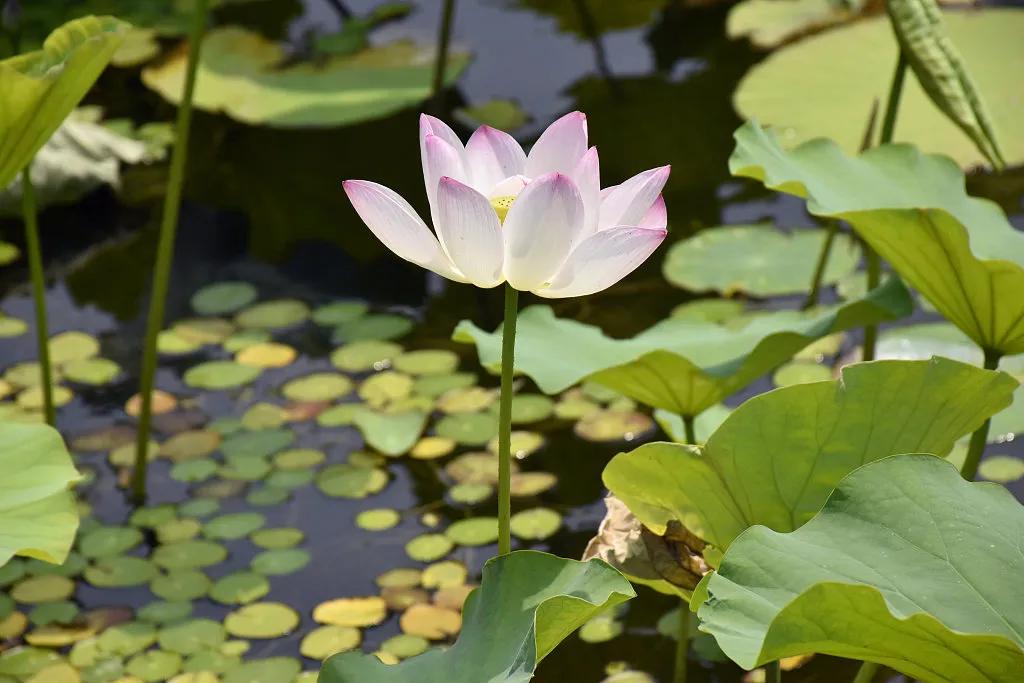 夏至|倏尔夏至，夜长梦真