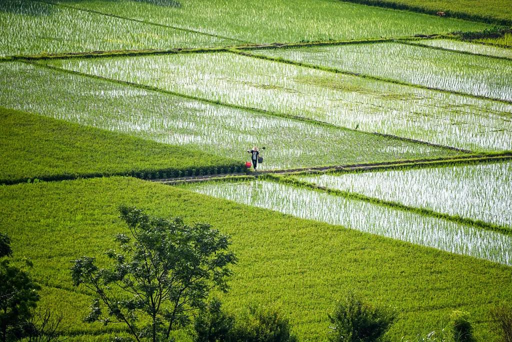 夏至|倏尔夏至，夜长梦真