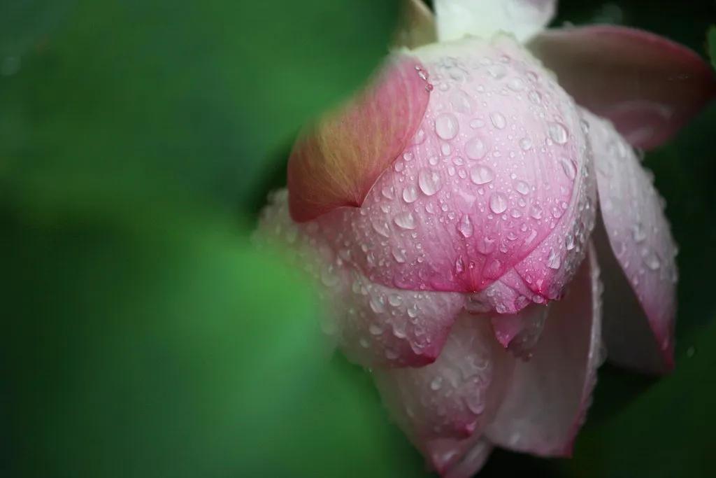 夏至|倏尔夏至，夜长梦真