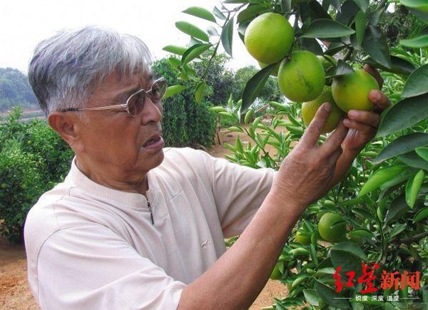 褚橙|褚橙新掌门：失去父亲这一年