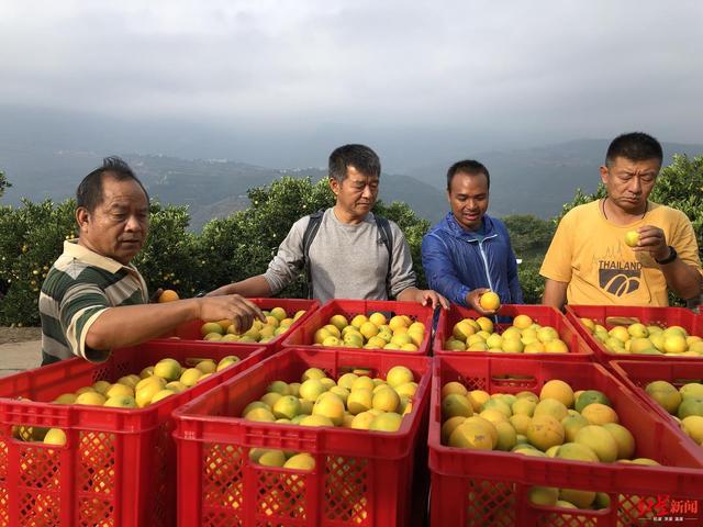 褚橙|褚橙新掌门：失去父亲这一年