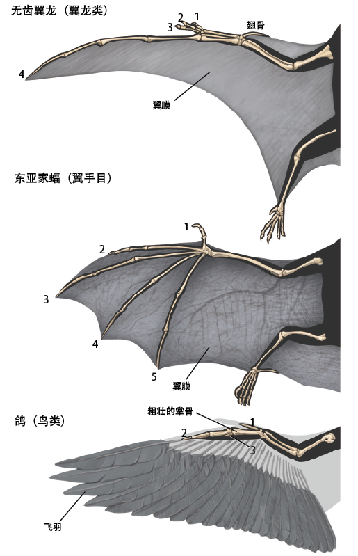 三种脊椎动物动力飞行的结构(图片来源: 互动科普 )