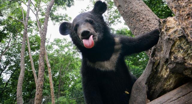老虎|中俄边境发生“冲突”：两只熊打架毁坏老虎观测相机