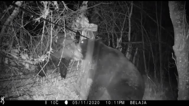 老虎|中俄边境发生“冲突”：两只熊打架毁坏老虎观测相机