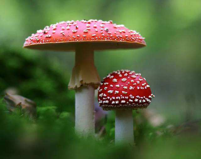 食品安全|注意！夏季高发！这几类食物最容易引起中毒……