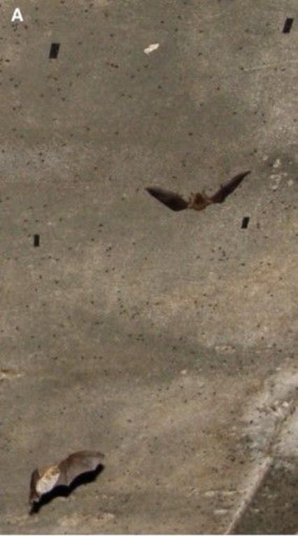 蝙蝠捕食墙壁上的苍蝇 图源:文献1