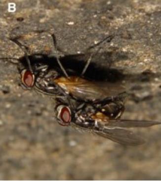 在天花板上交配的苍蝇 图源:文献1