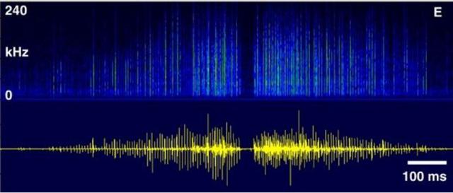 交配时发出声音的波形图 图源:文献1