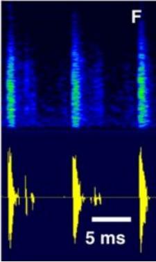 发出的咔哒声 图源:文献1