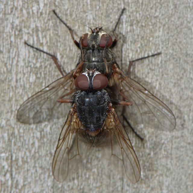 交配的苍蝇 图源:needpix