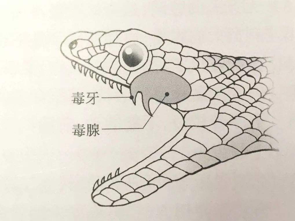 毒蛇|我国最毒的毒蛇是什么？