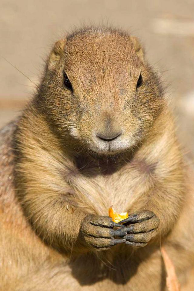 土拨鼠|这个邻国确诊两例鼠疫病例，曾同食非法捕猎的土拨鼠