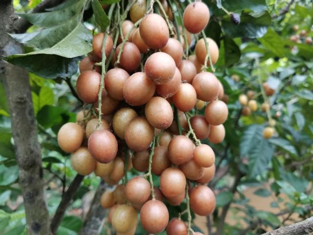 以下这7大黄皮果品种香甜各有特色你认为哪种更好