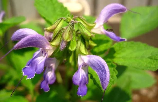 农村孩子爱吃的蜂糖罐并不是普通野草而是紫丹参